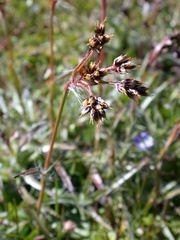 Luzula campestris campestris