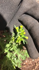 Senecio vulgaris