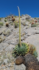 Agave utahensis