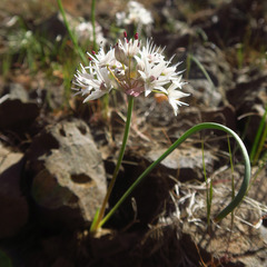Allium macrum