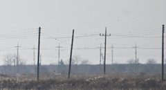 Calcarius lapponicus