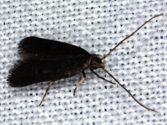 Lecithocera terrigena