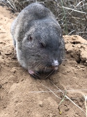 Geomys personatus