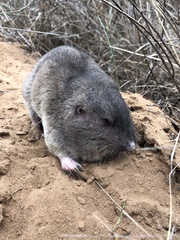 Geomys personatus