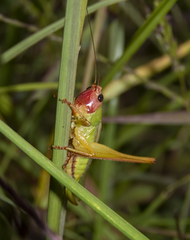 Orchelimum pulchellum