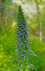 Echium candicans