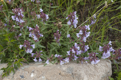 Dracocephalum integrifolium