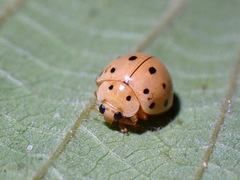Harmonia sedecimnotata