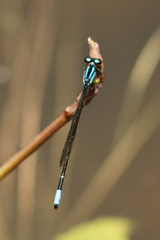 Acanthagrion trilobatum