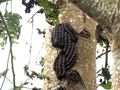 Lepidoptera