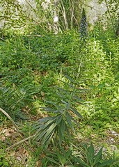 Echium candicans
