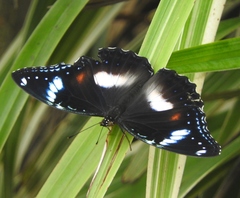 Hypolimnas bolina