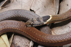 Triangle Many-Tooth Snake photo 1