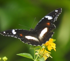 Hypolimnas bolina