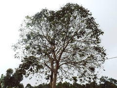 Lepidoptera