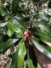 Acronychia oblongifolia