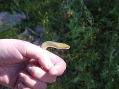 Senticolis triaspis intermedia