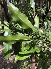 Acronychia oblongifolia
