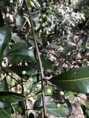 Acronychia oblongifolia