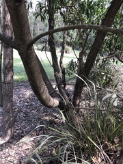 Acronychia oblongifolia