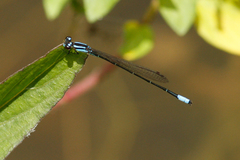 Acanthagrion trilobatum