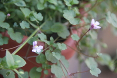 Cymbalaria muralis