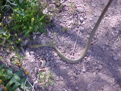 Senticolis triaspis intermedia