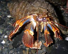 Elassochirus tenuimanus