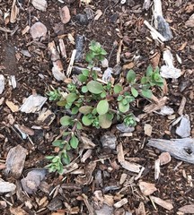 Polycarpon tetraphyllum