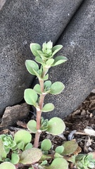 Polycarpon tetraphyllum