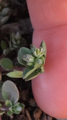 Polycarpon tetraphyllum