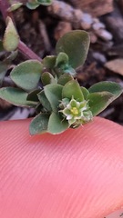 Polycarpon tetraphyllum