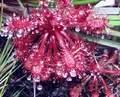 Drosera roraimae