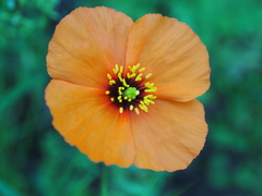 Papaver heterophyllum