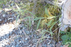 Senecio dunedinensis