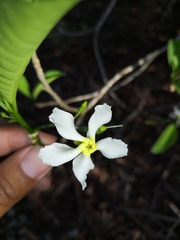 Tabernaemontana amygdalifolia