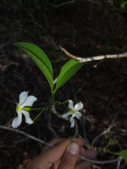 Tabernaemontana amygdalifolia