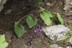 Viola alaica