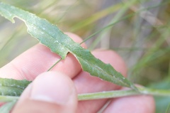 Senecio dunedinensis