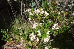 Gaultheria appressa