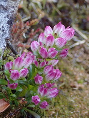 Gentianella cerina