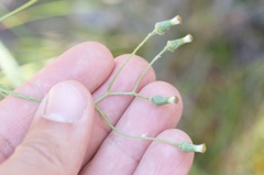 Senecio dunedinensis