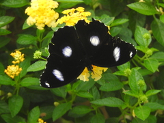 Hypolimnas bolina