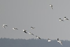 Chroicocephalus ridibundus