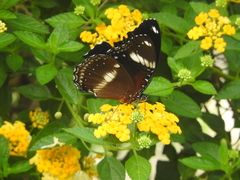 Hypolimnas bolina