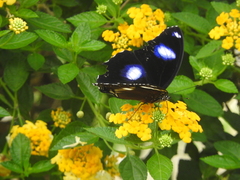 Hypolimnas bolina