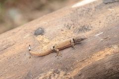 Sphaerodactylus continentalis