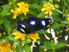 Hypolimnas bolina