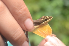 Anolis yoroensis