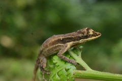 Anolis yoroensis